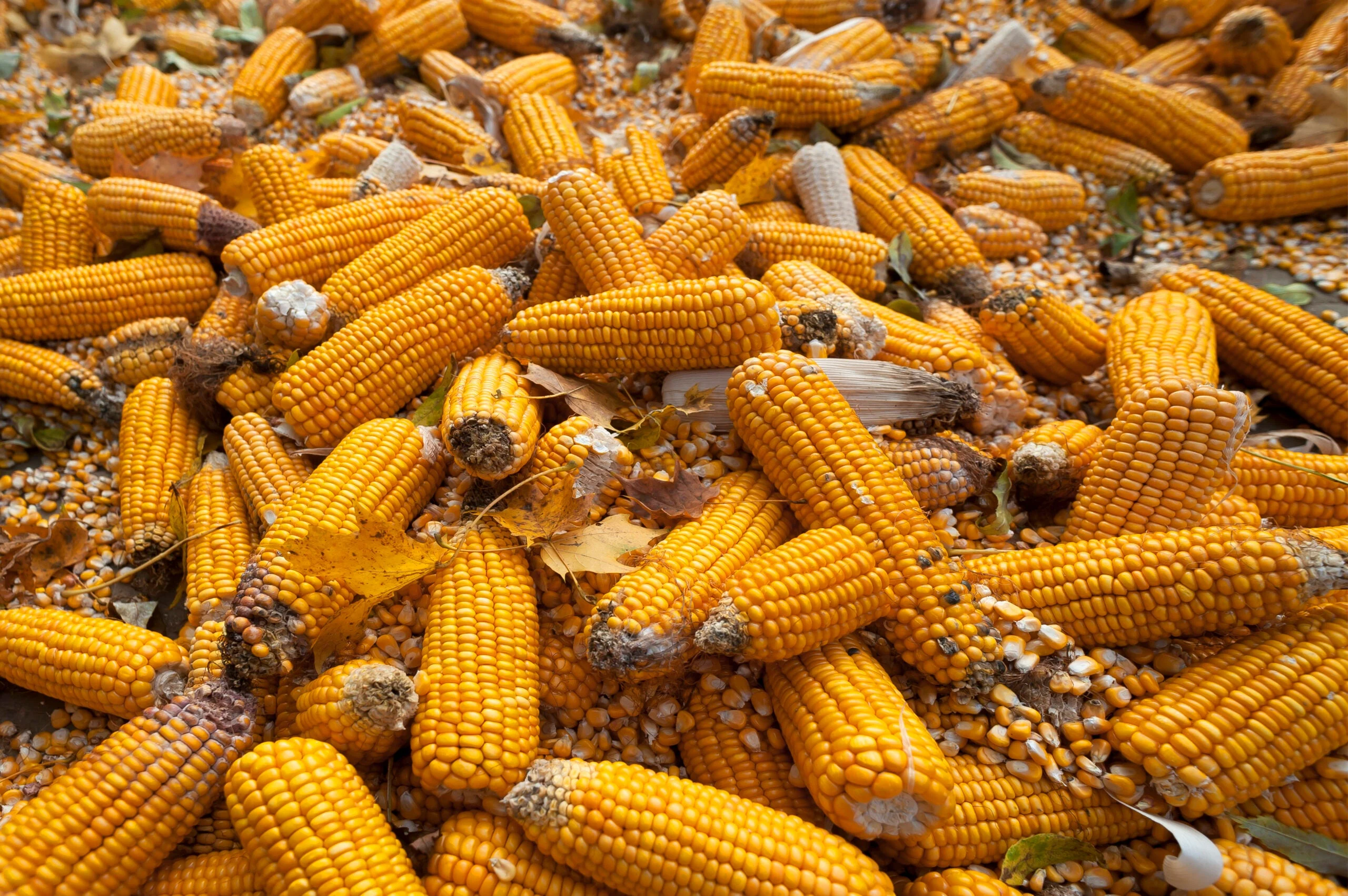 photo of corn