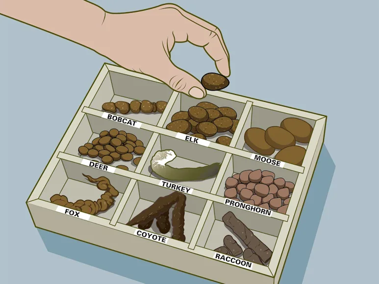 Illustration of a box of wild animal poop.
