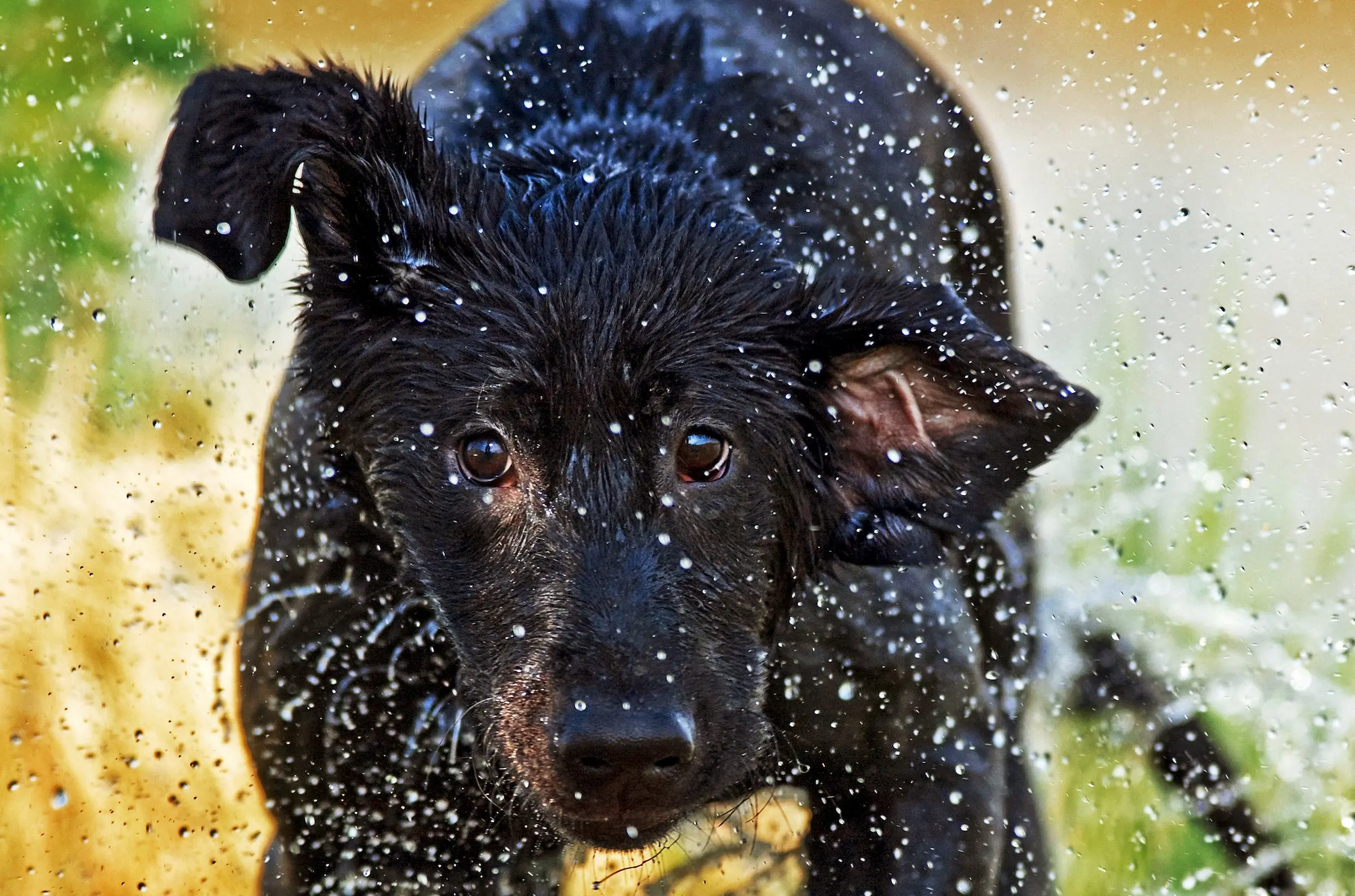 black labrador on a duck hunt