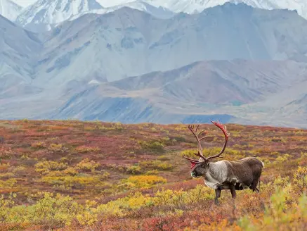 bull caribou