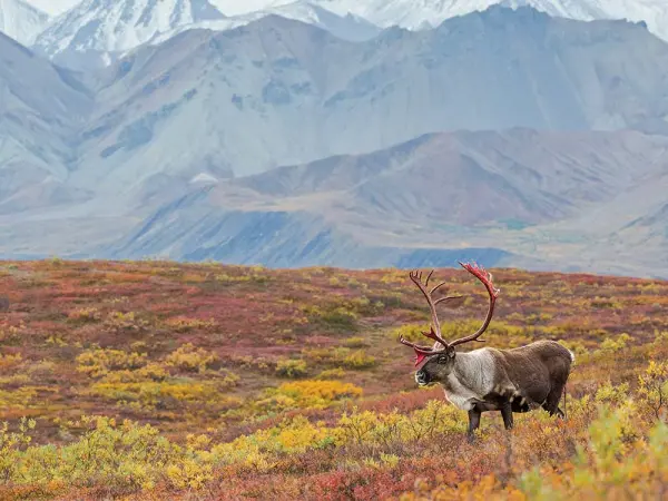 bull caribou