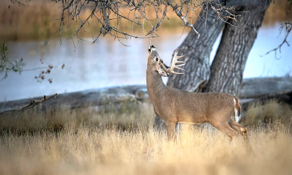 A whitetail buck visits a scrap along a river bank.