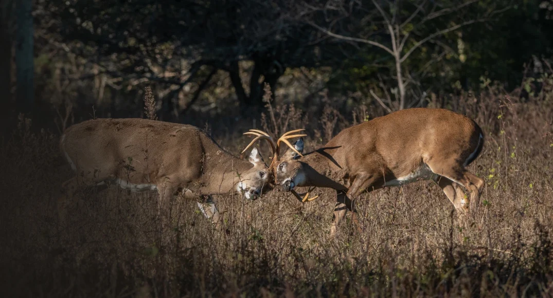 whitetail rut_Dk