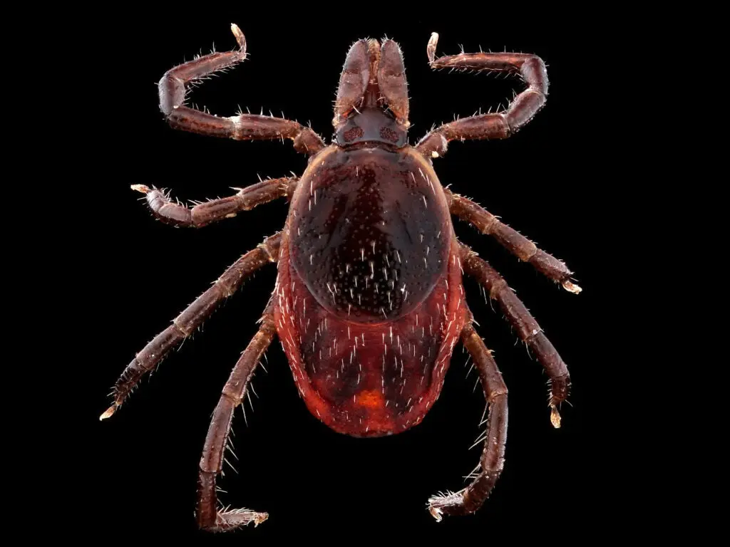 Female deer tick.