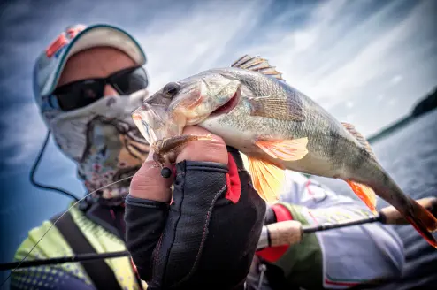 photo of perch fishing