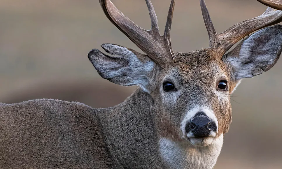 An alert whitetail buck looks stares into the camera.