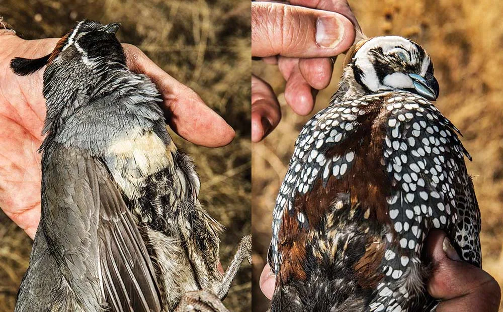 a gambel's quail and a mearns quail