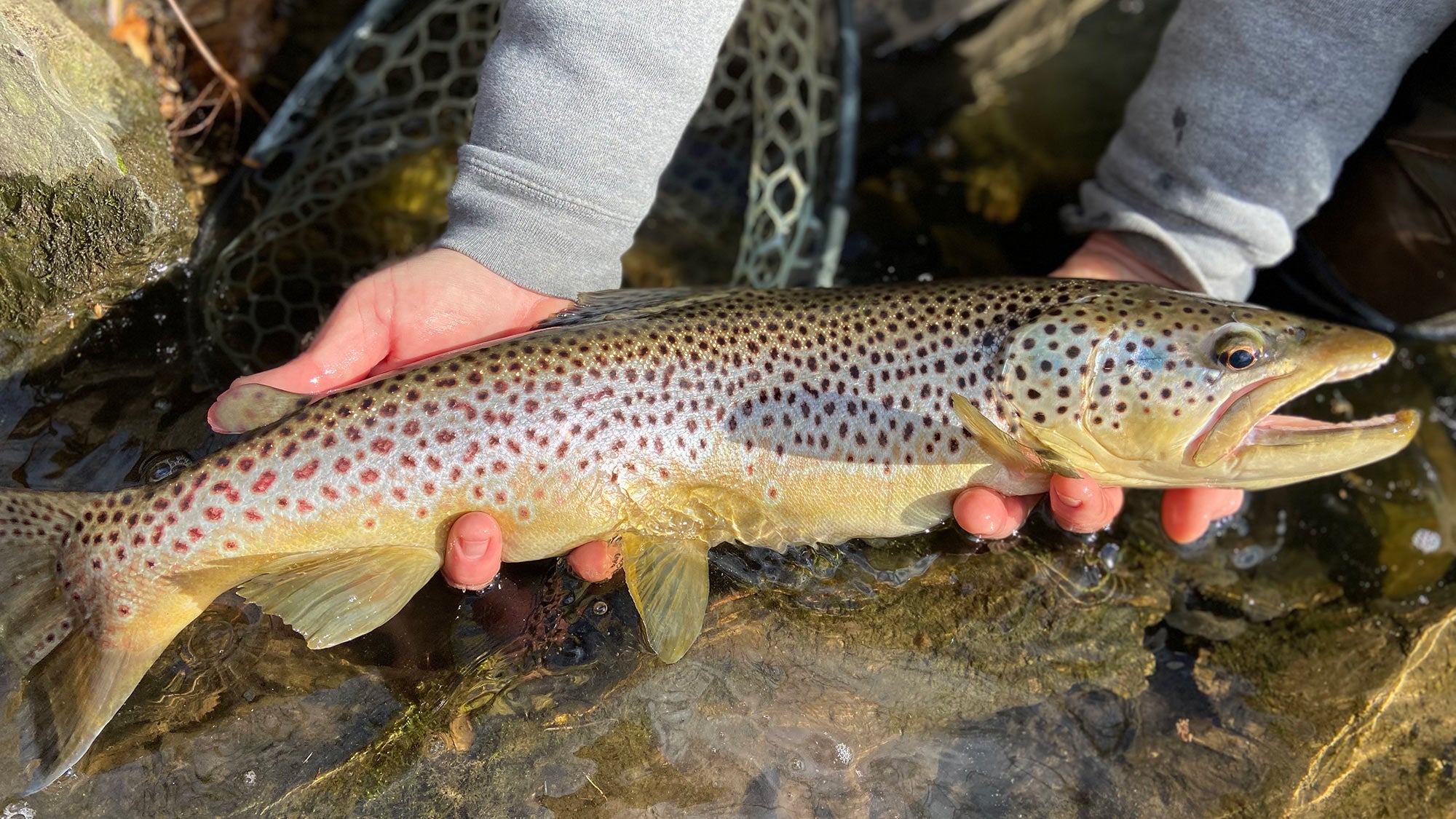 An angler holding a big trout in two hands. 