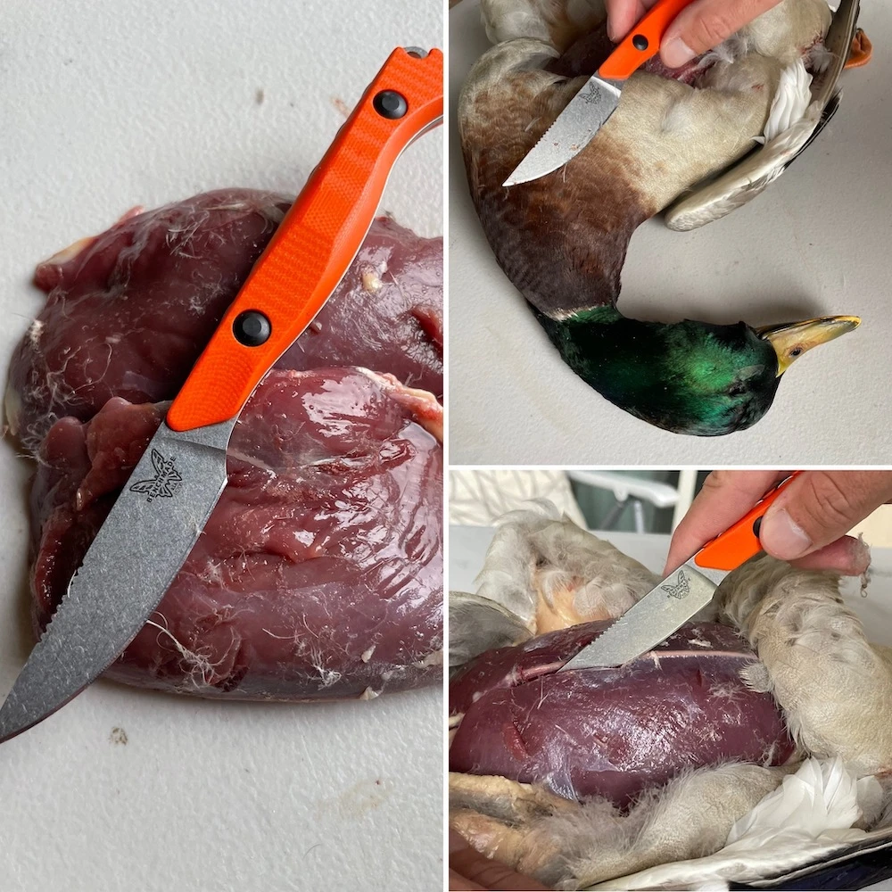 Benchmade Flyaway Knife used to clean mallard duck from hunting