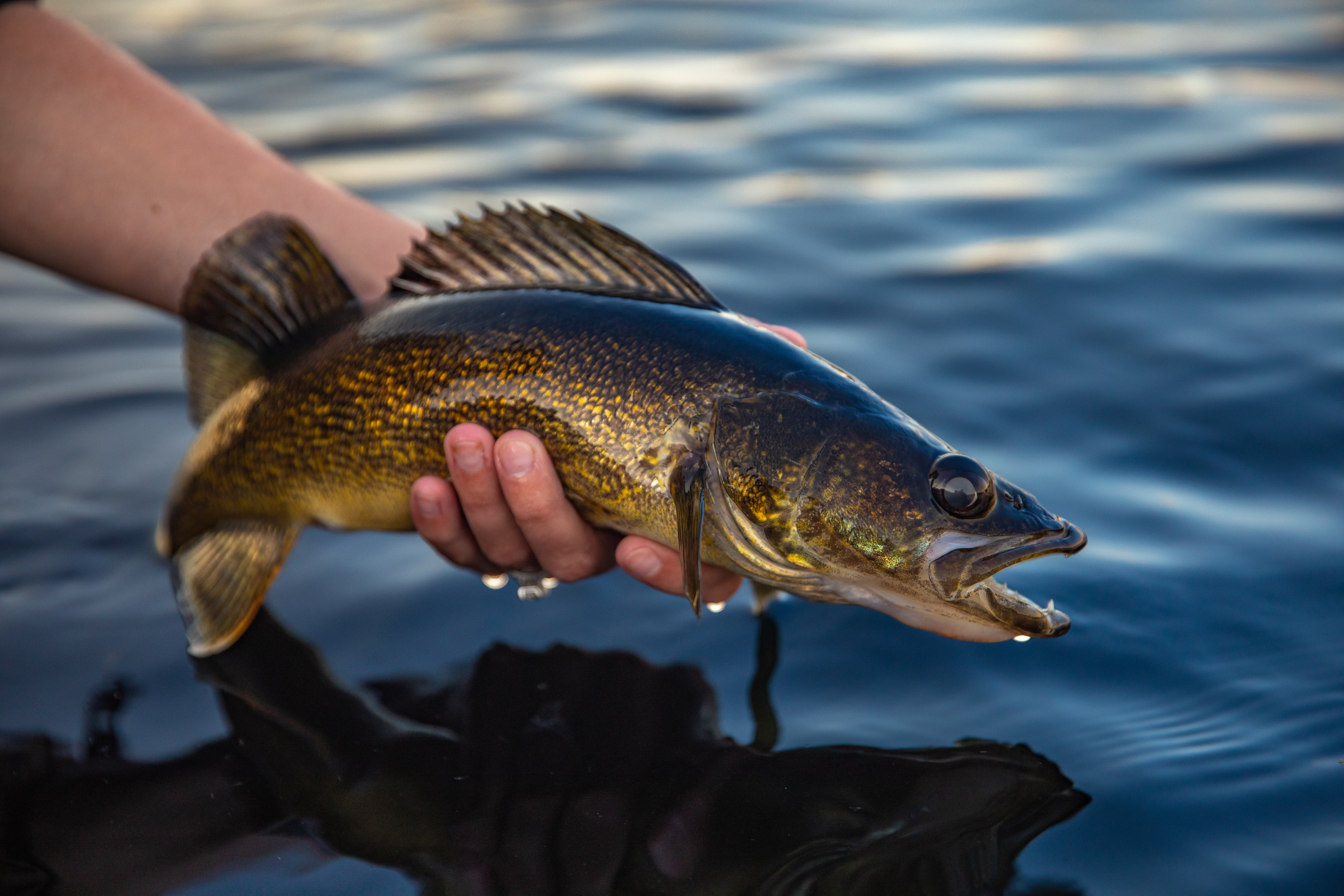 An angler holds up a good-size walleye