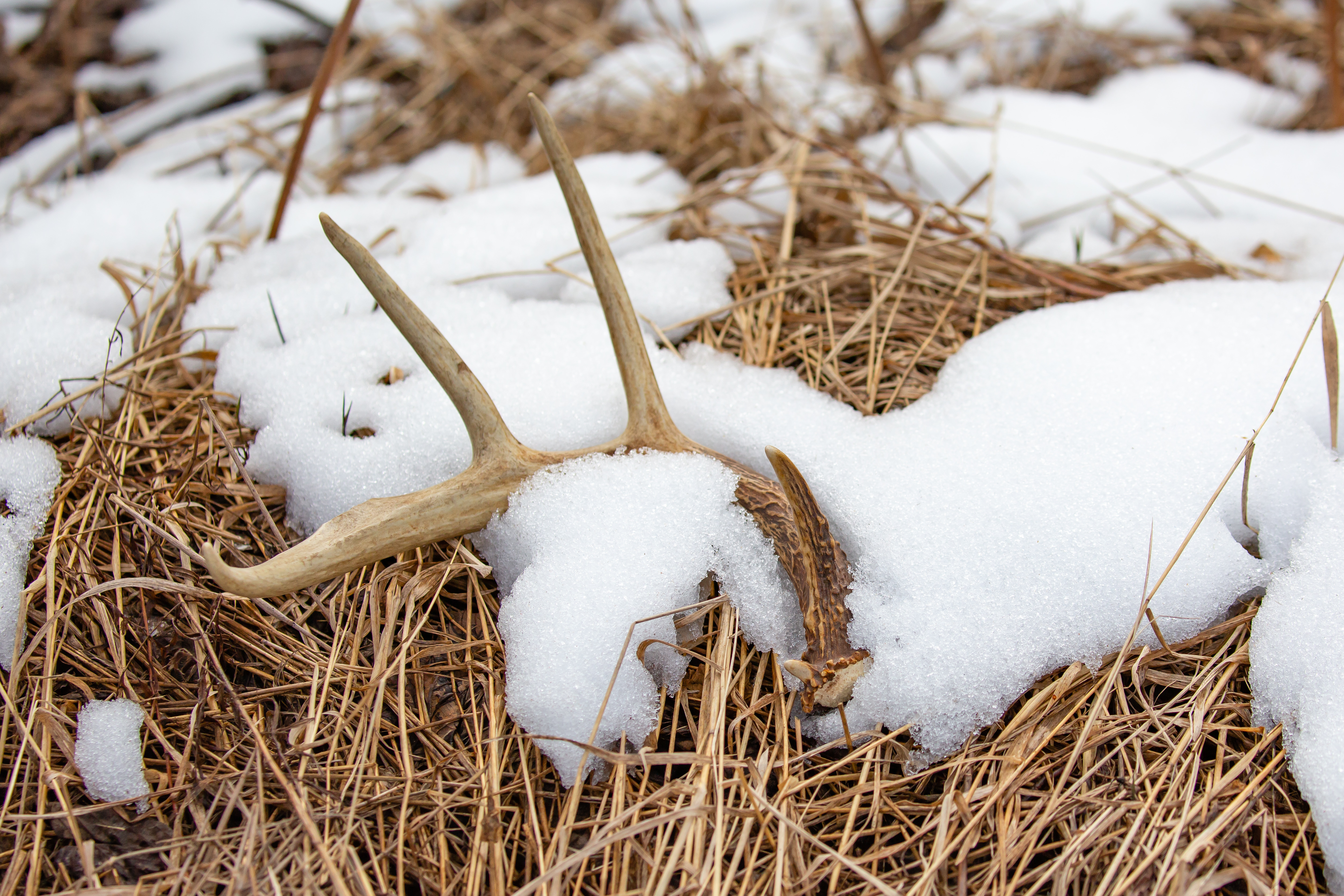 Shed antler in a snowy field illustrating when do deer shed their antlers.