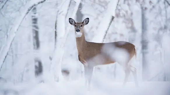 A whitetail doe stands in a snowy field with snow-covered trees in the background