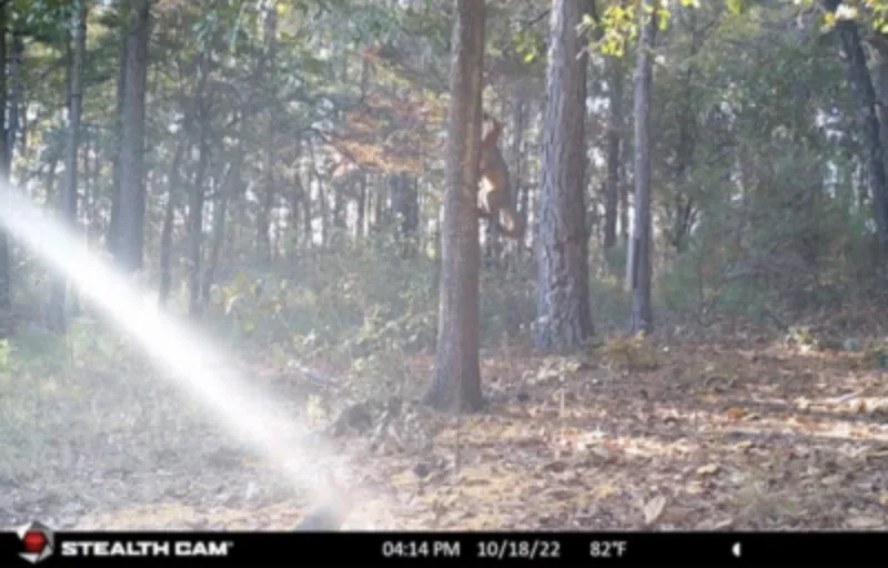 wildest trail camera photos, fox