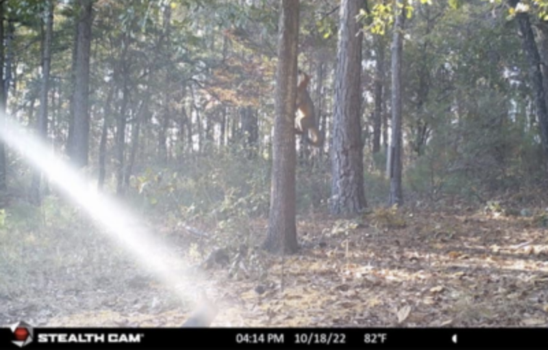 wildest trail camera photos, fox
