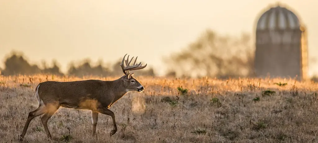 Buck seeking does after dawn