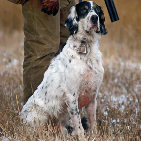 hunting dog sitting in snow