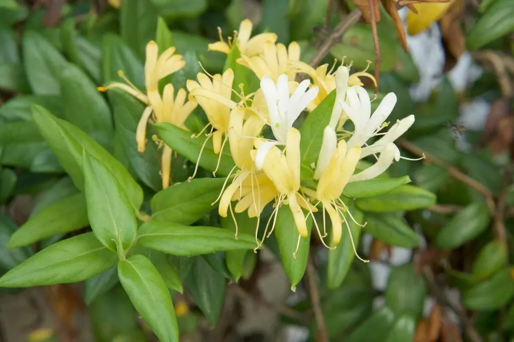 Japanese honeysuckle.