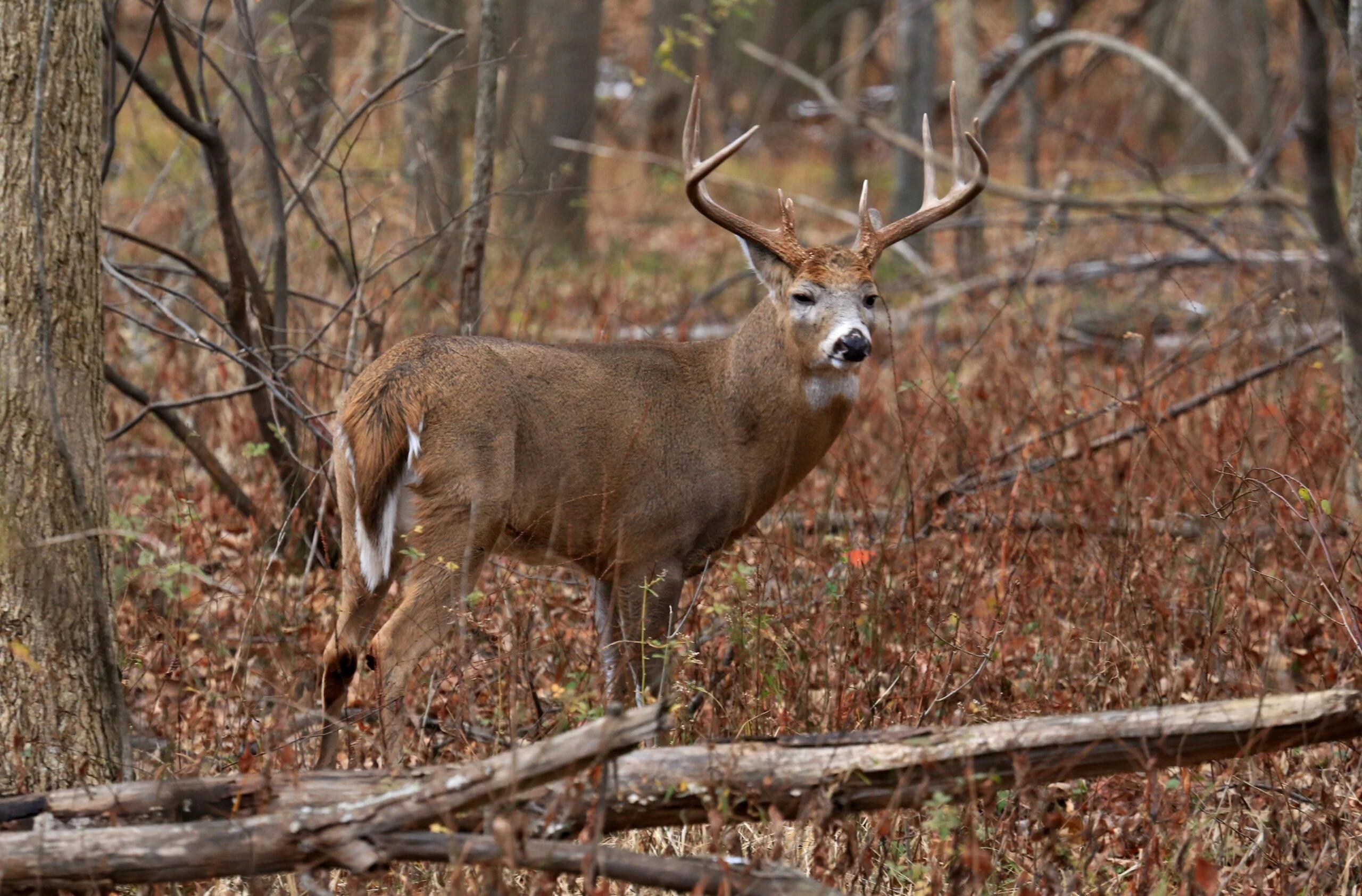 photo of whitetail deer