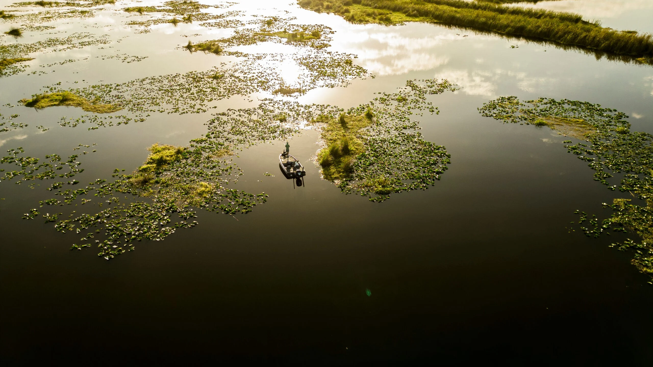 photo of frog fishing lily pads