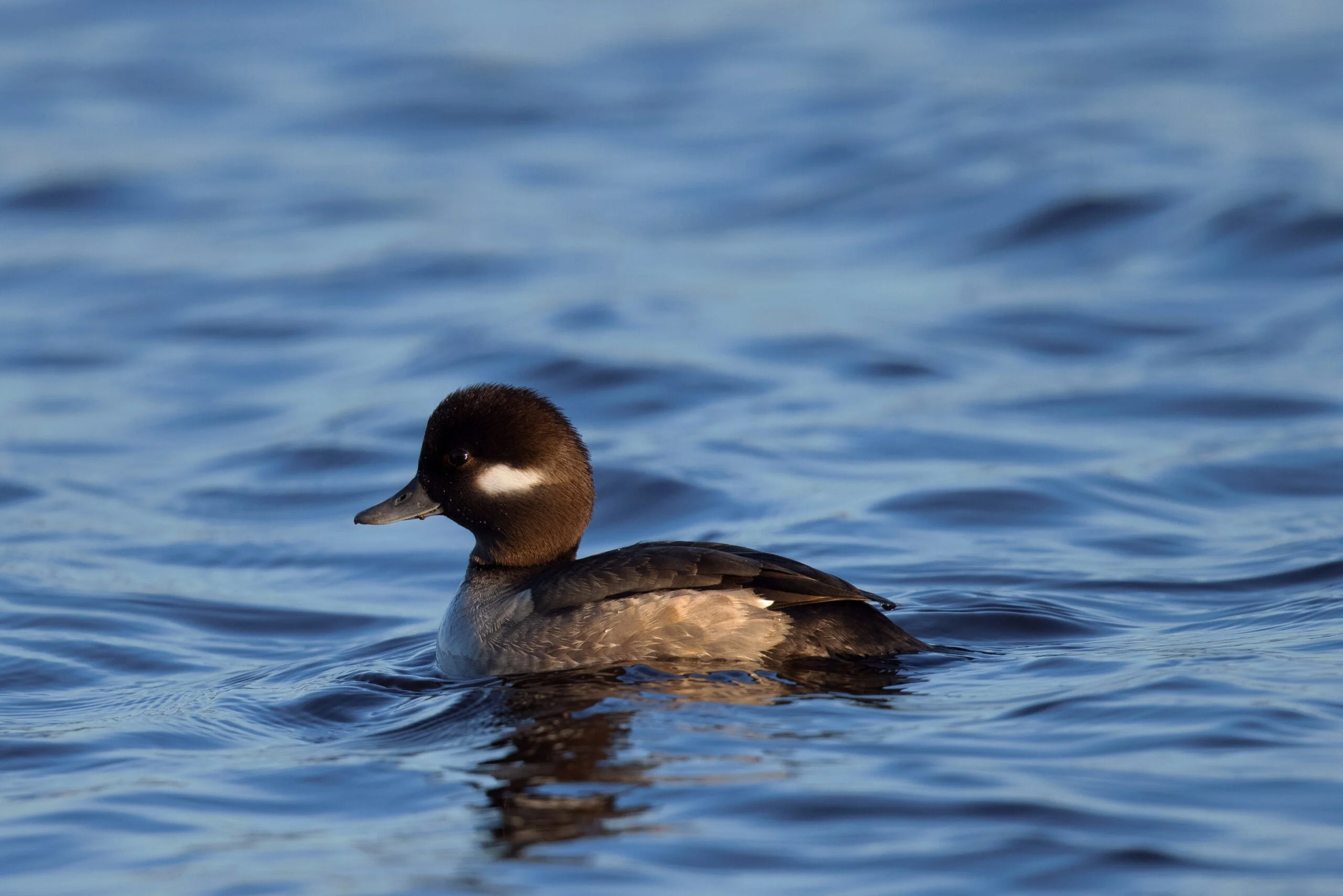 Photo of a bufflehead swimming