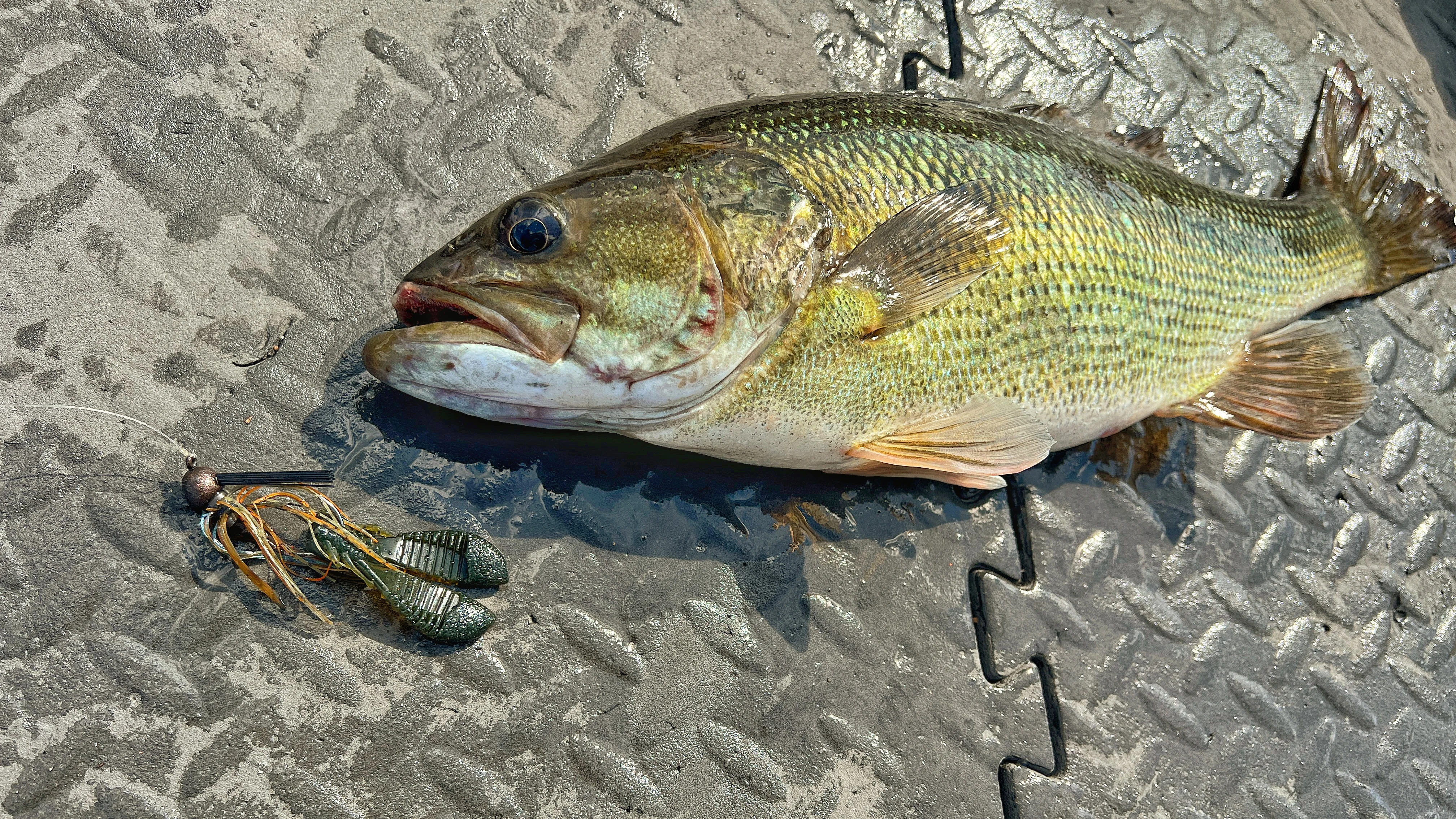 A big bass shown next to a finesse jig, which is one of the best bass baits for bed fishing.