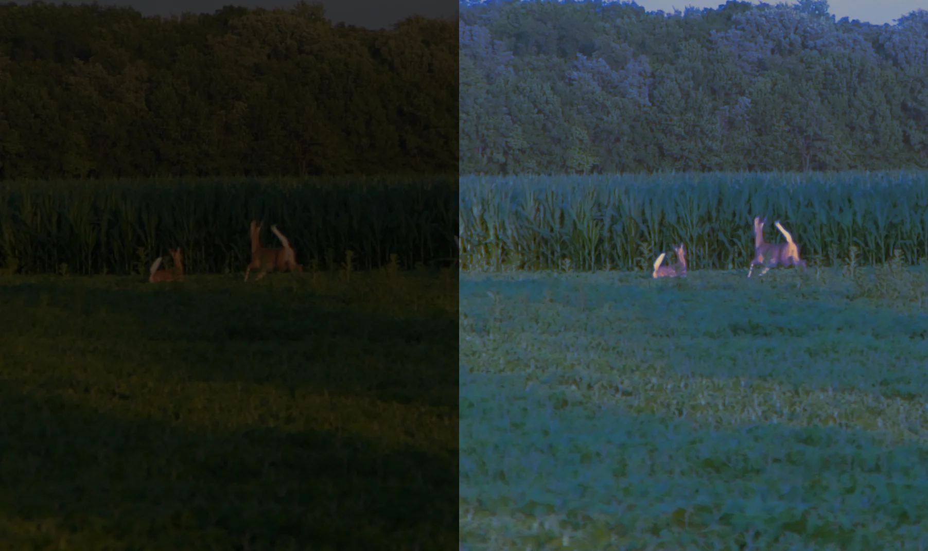 A photo of how a human sees deer flagging compared to a deer.