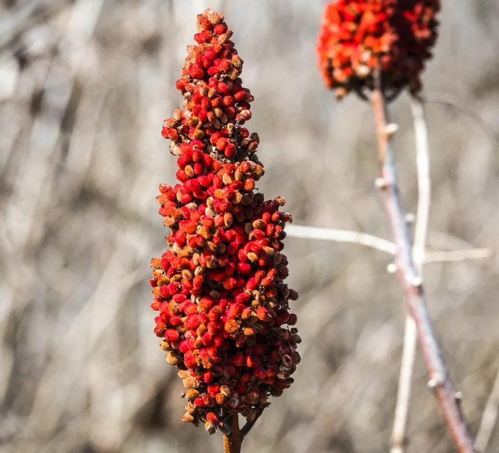 Red sumac flowers are a favorite deer food in winter