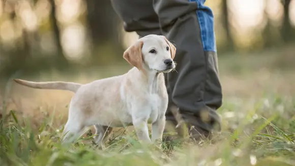 how to train a dog photo