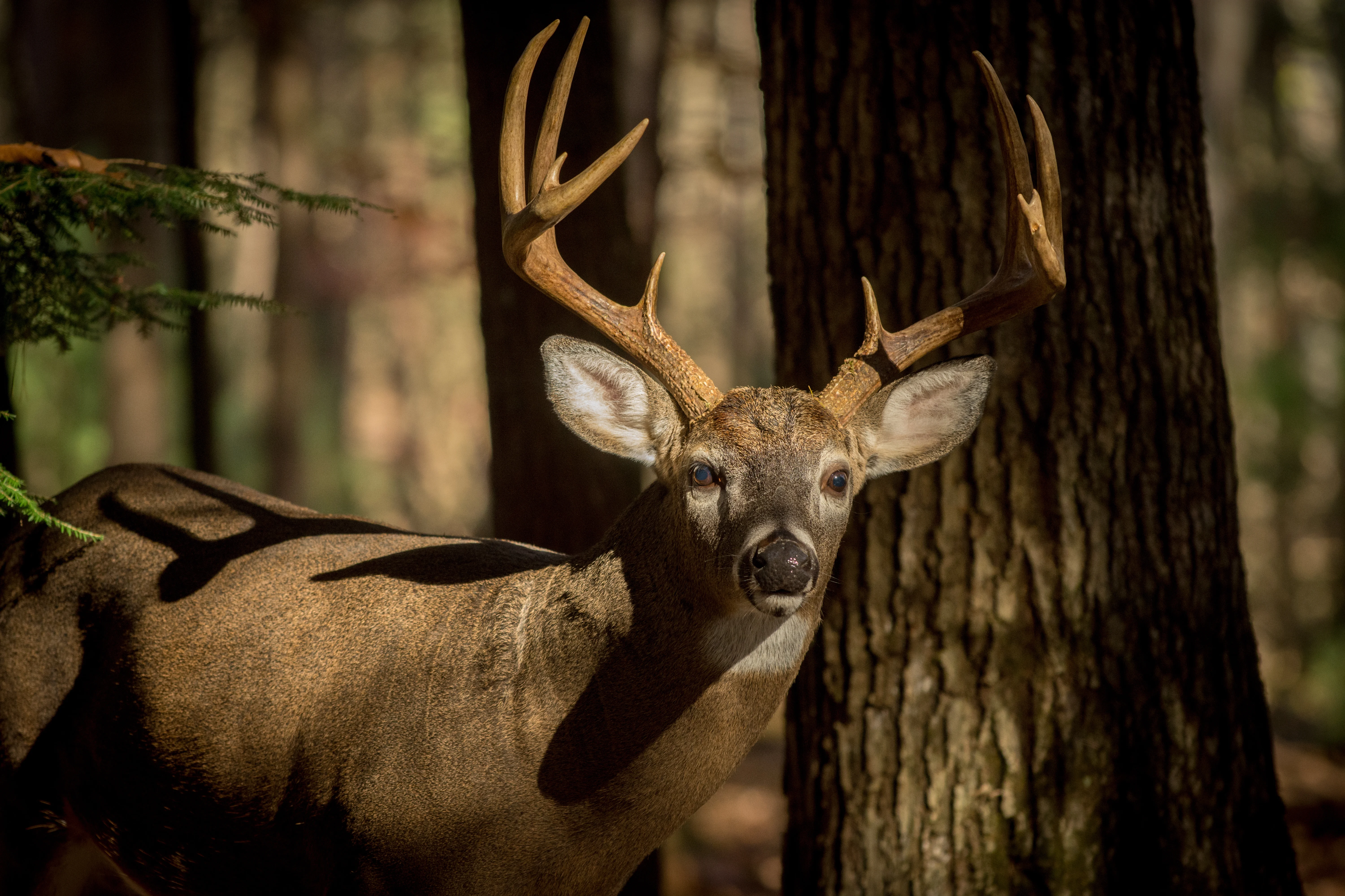 A closeup photo of a nice whitetail buck walking through the timber.