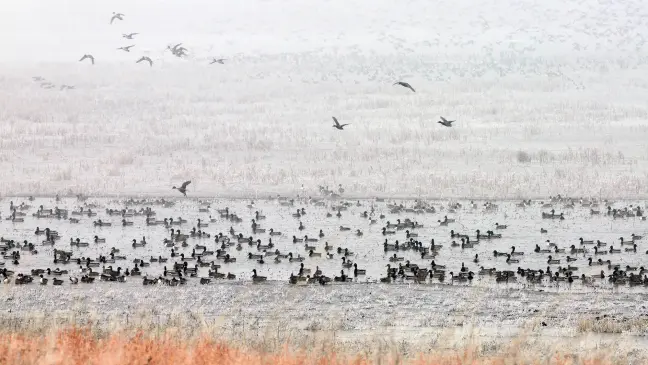 A flock of mallard and pintail ducks congregate in and around a prairie pothole