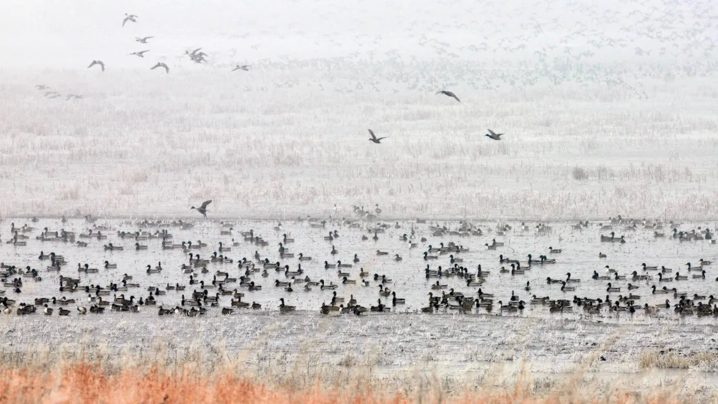 A flock of mallard and pintail ducks congregate in and around a prairie pothole