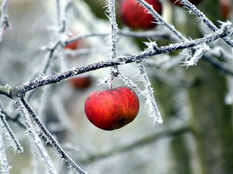 A batch of wild apples growing on a growing from branches of trees covered in ice and frost.