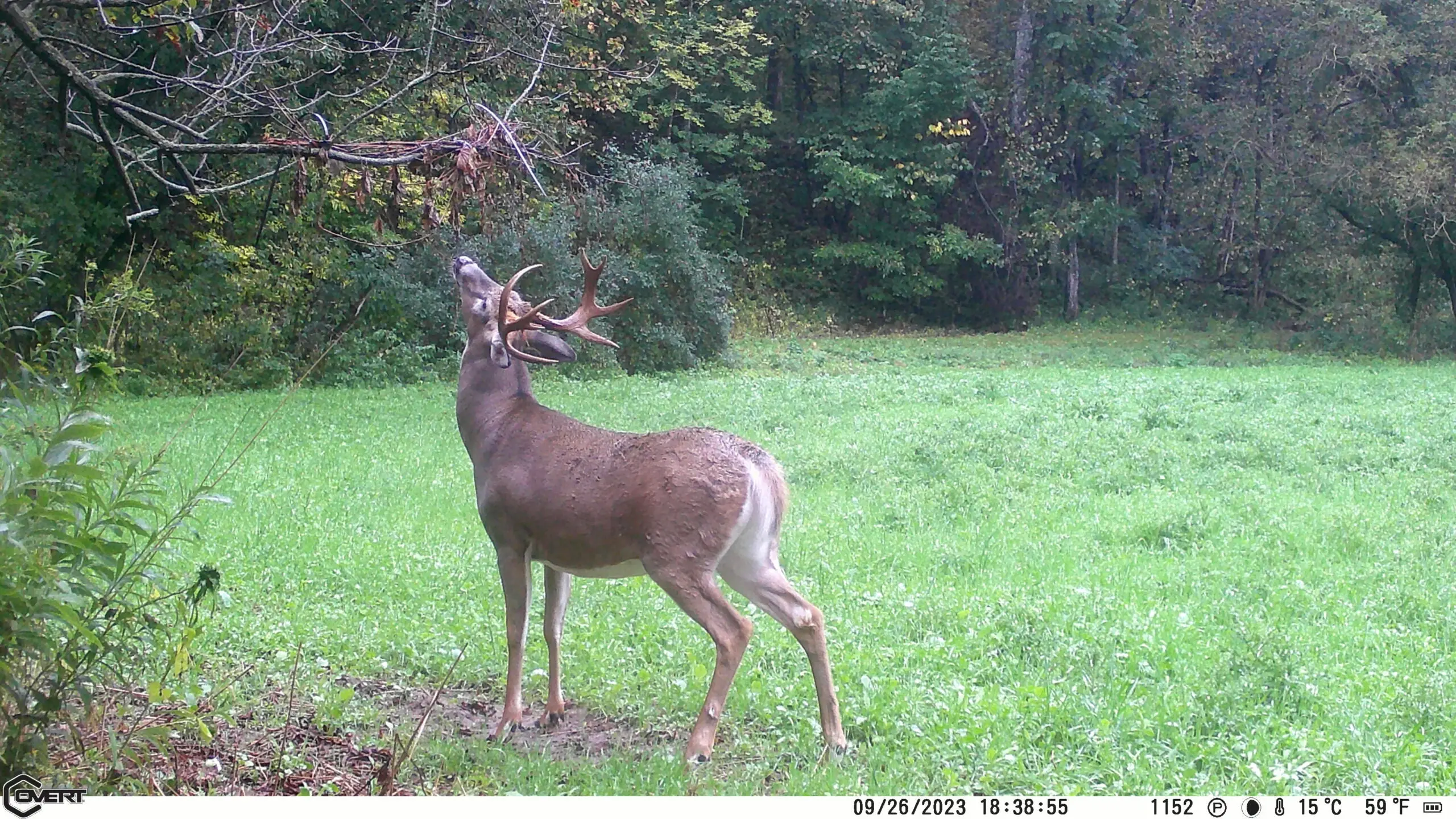 Trail-camera photo of a nice whitetail buck working a scrape near a geen field