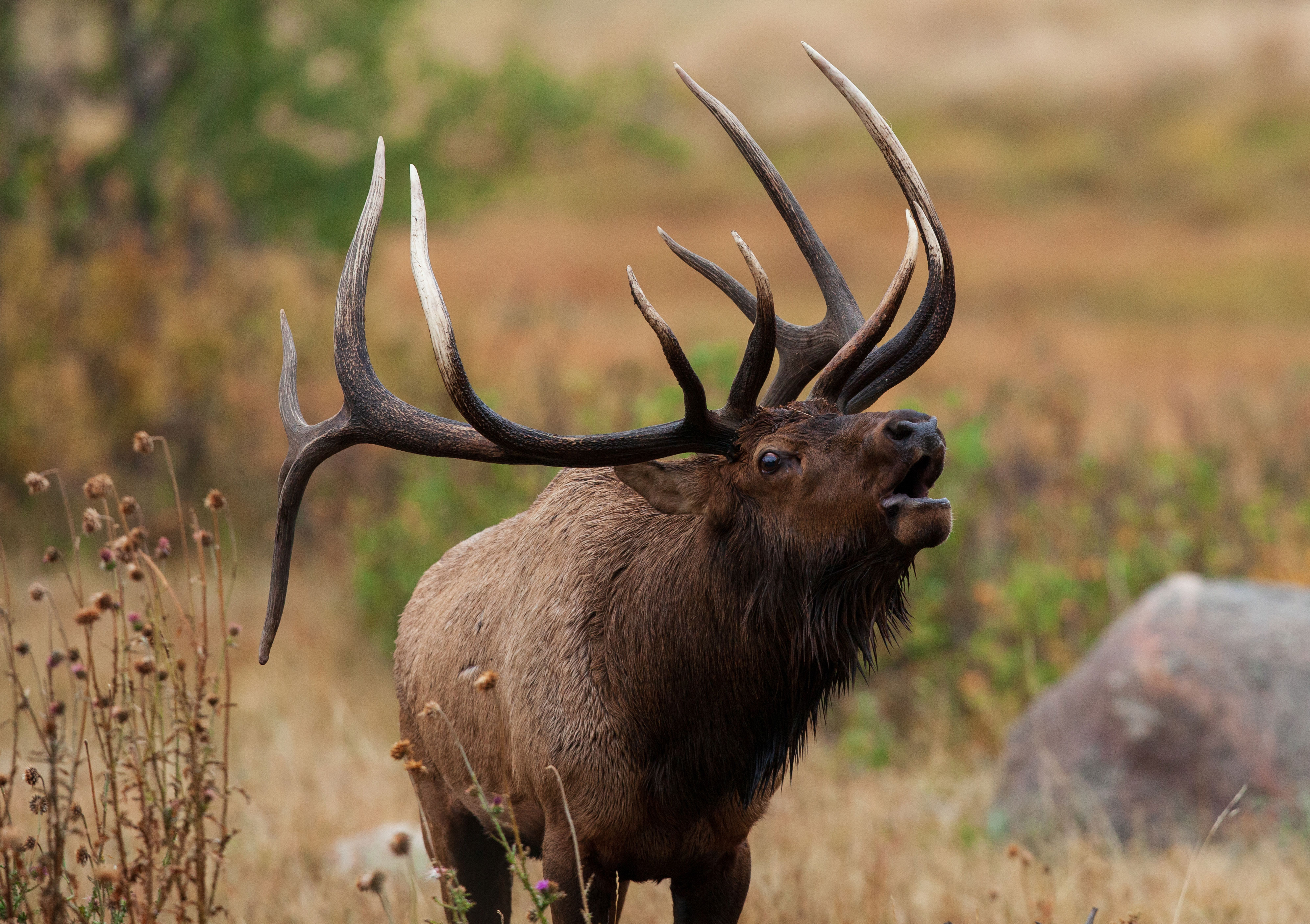A bull elk bugles during the rut. 