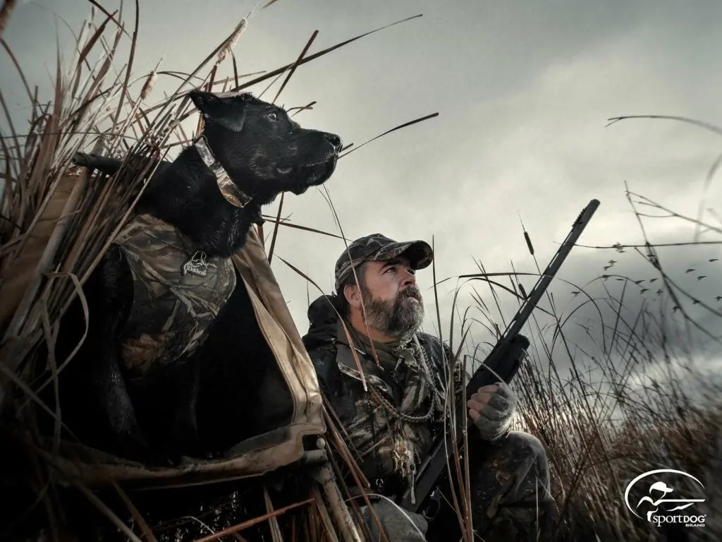 SportDOG ecollar hunter and hunting dog