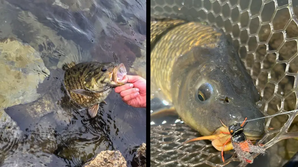 Smallmouth and carp