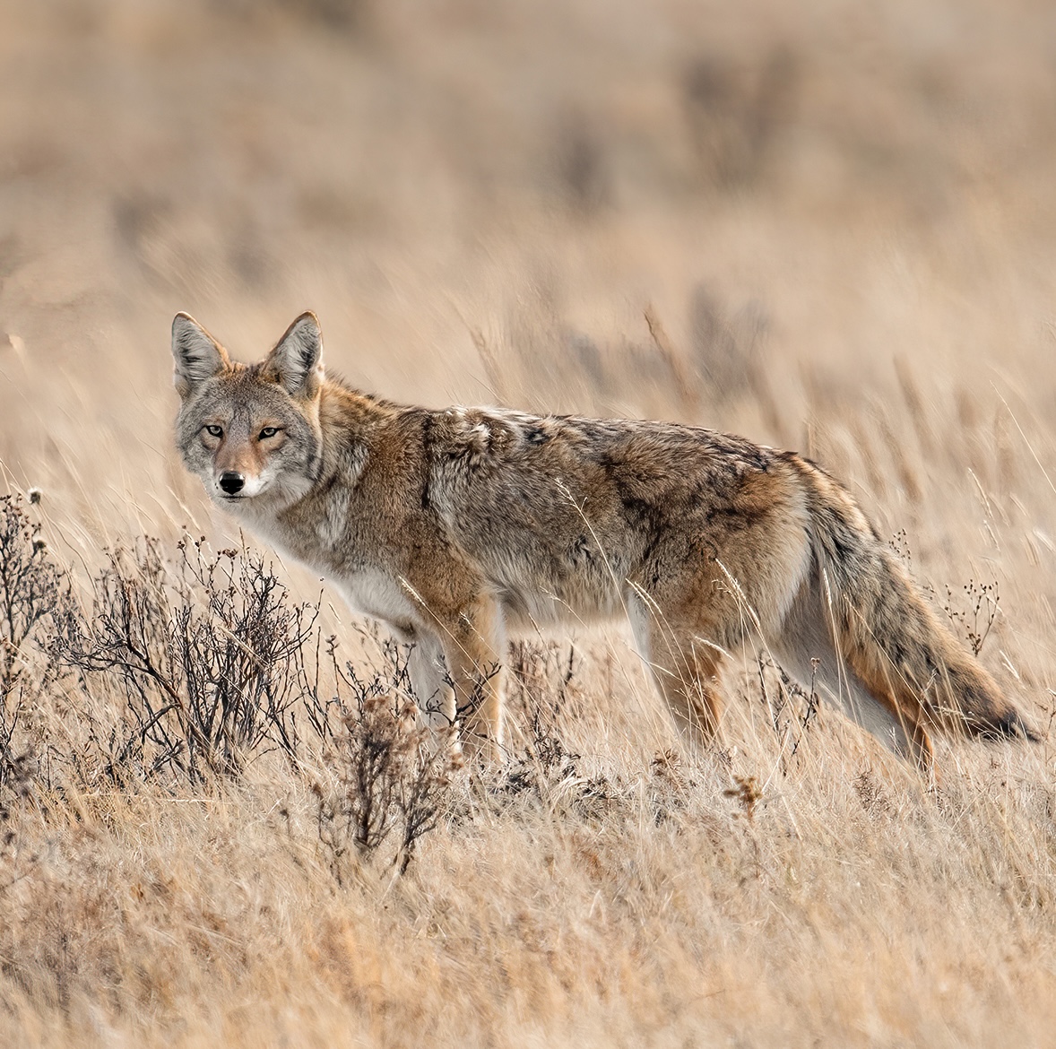 A coyote crosses an open field. 