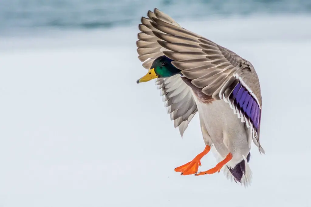 duck hunting open water