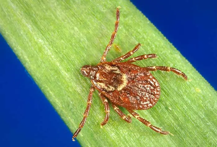 n adult female American dog tick, Dermacentor variabilis, on a blade of grass.