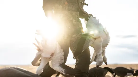 hunter holding snow geese