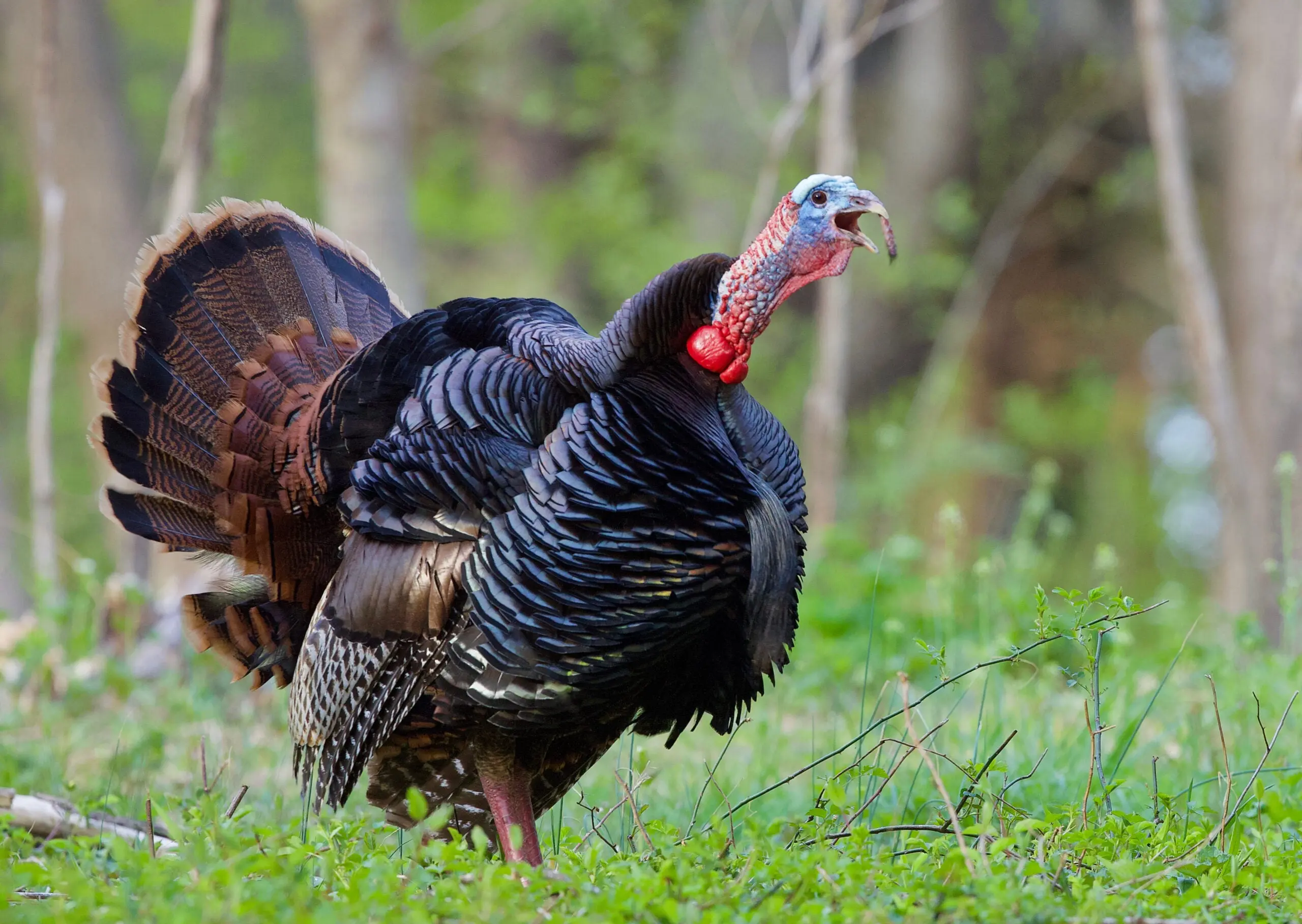 Eastern Wild Turkey gobbling in the spring hardwoods