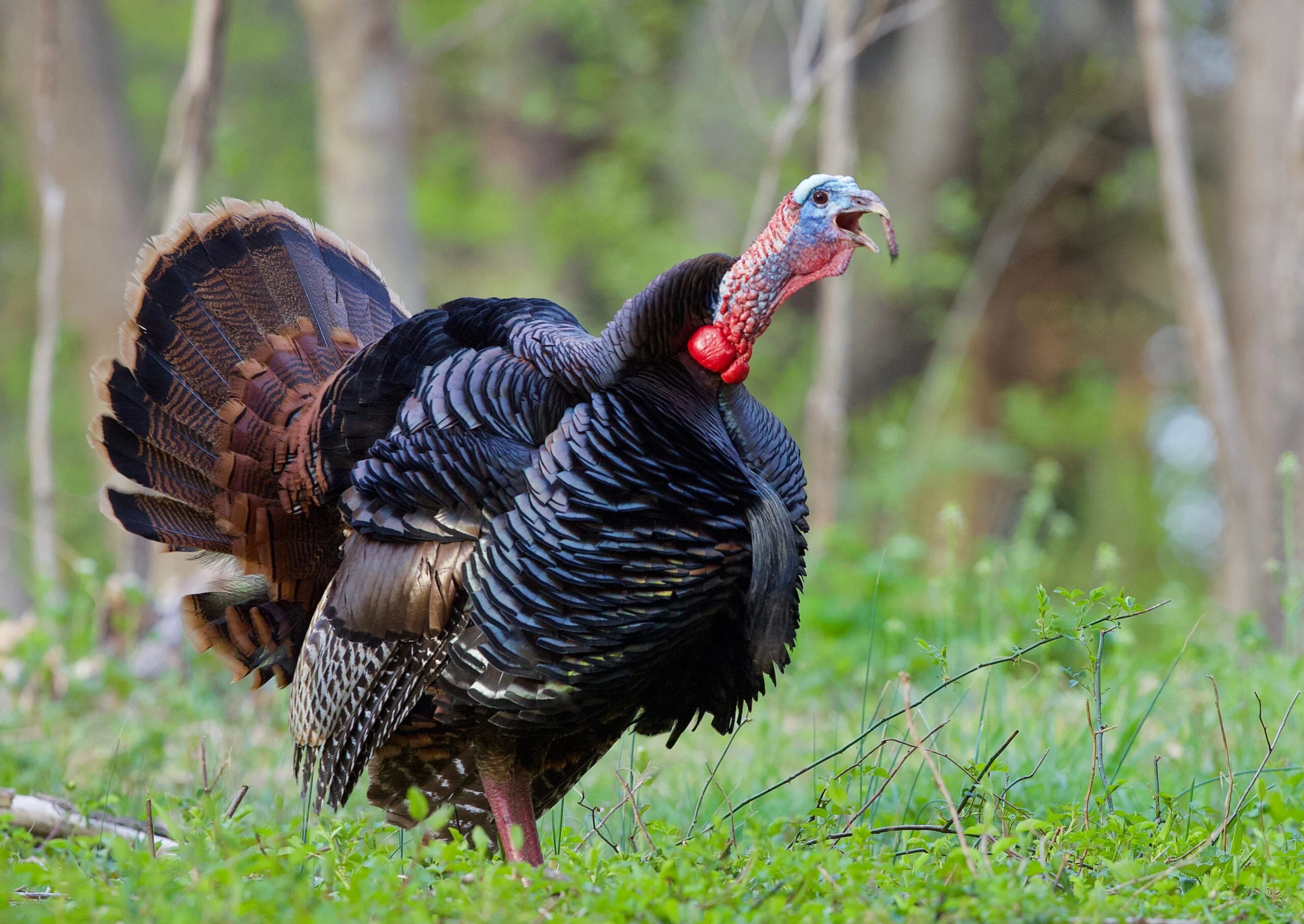 Eastern Wild Turkey gobbling in the spring hardwoods