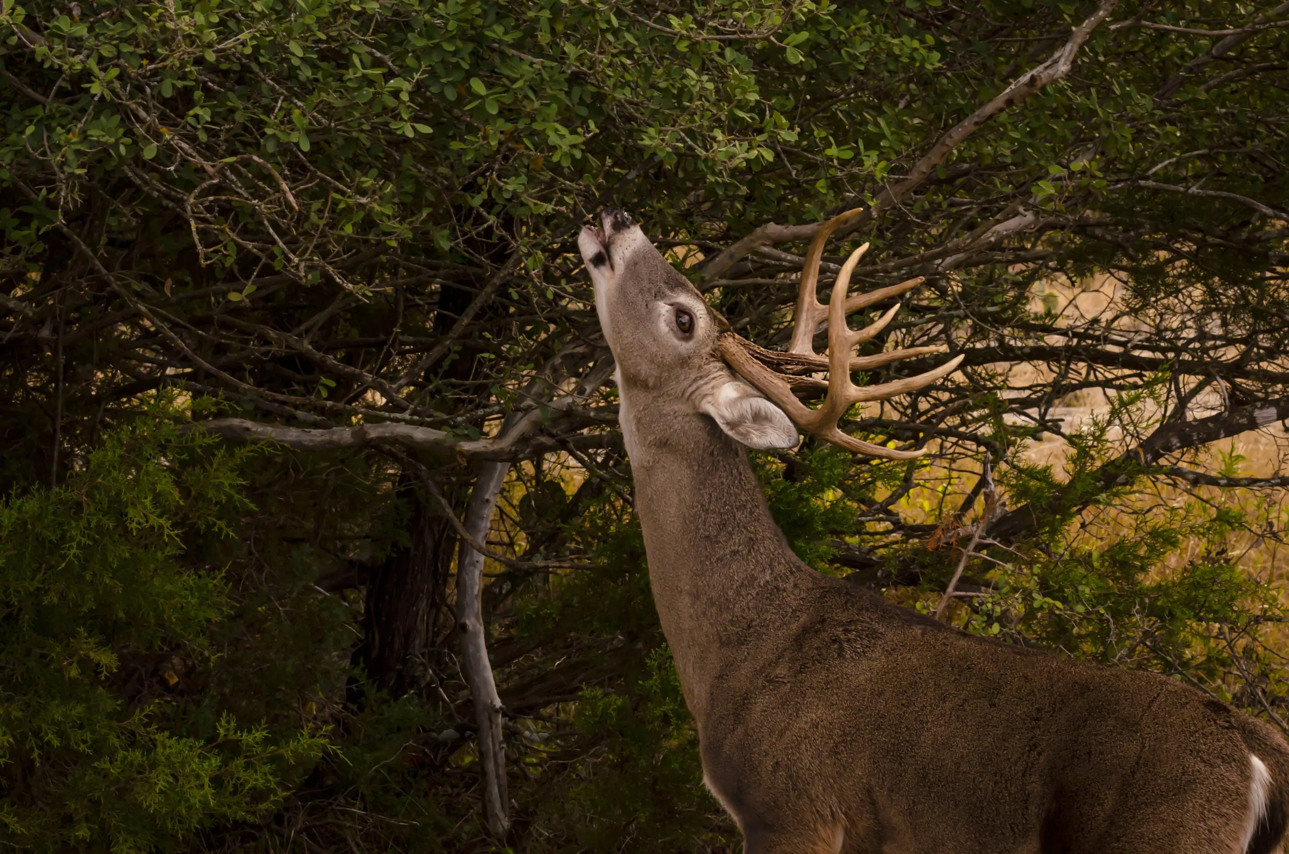 deer eating leaves and twigs 