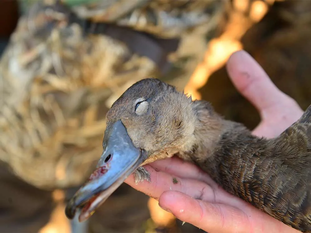 whistling duck