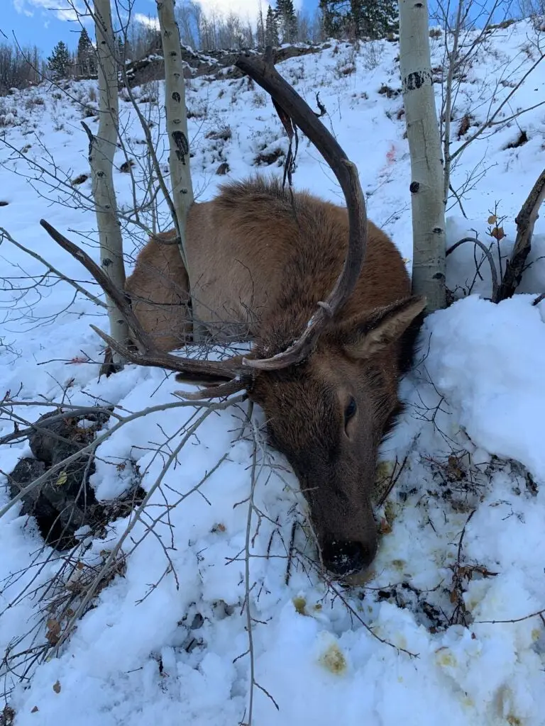 Elk hunt in colorado