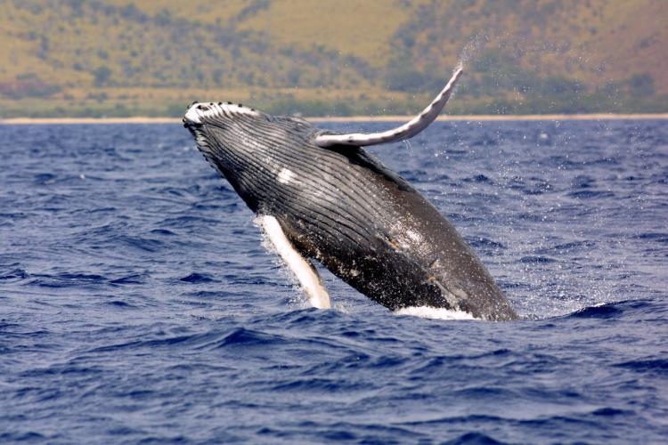 A humpback whale breaches the ocean surface. 