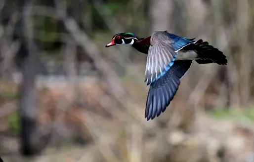 wood duck drake flying