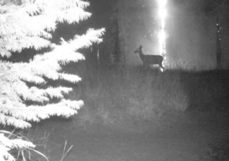 photo of deer in wildfire
