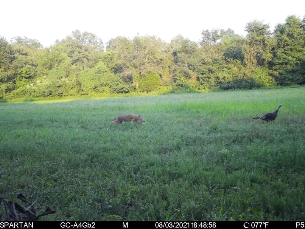 Coyote chasing turkey