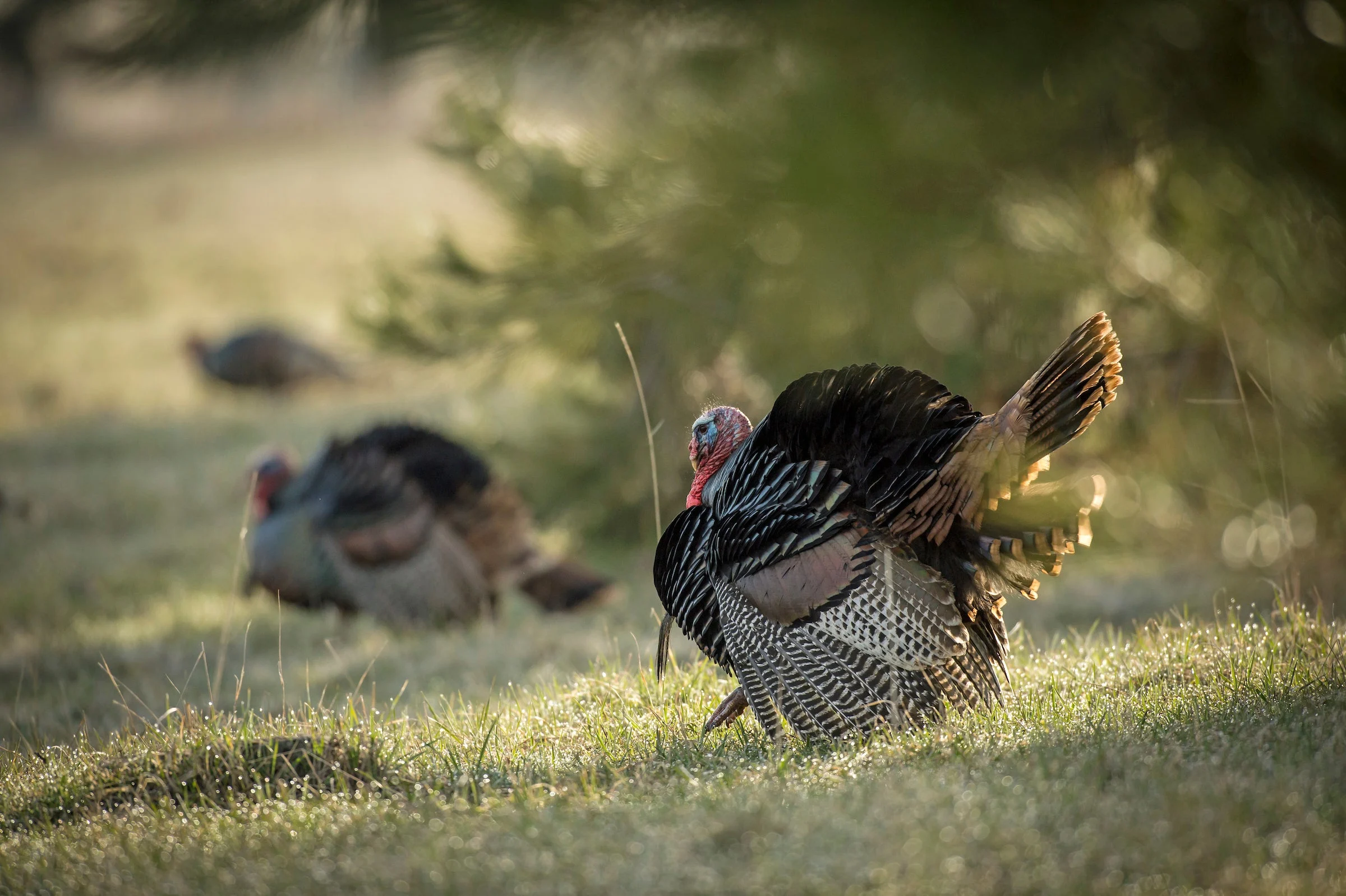 A tom turkey struts in the foreground of a green field, with two other toms in the background